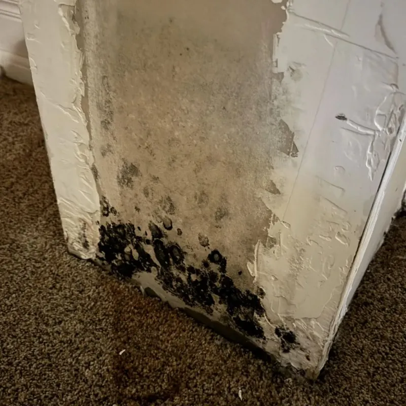 Professional Mold Removal in Collinsville, MS